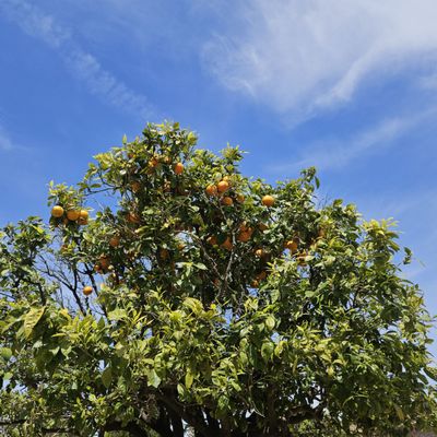 Montjuïc Castle by null
