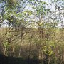 Photo of Grove Wood