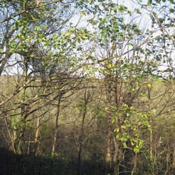 Grove Wood