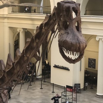 Field Museum - Maximus the titanosaur.  He's worth it.  Most of the rest of the exhibits aren't. - Museums Near Me - Chicago, Illinois