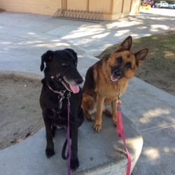 Laurie's Dog Walking - These two love the park.
