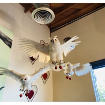 Habitat Coffee and Tea - Cupid Owls spreading love. ;D lol - Breakfast & Brunch Near Me - Los Angeles, California Habitat Coffee and Tea - Cupid Owls spreading love. ;D lol - Breakfast & Brunch Near Me - Los Angeles, California