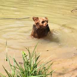 Harvey is cooling off in the pond.