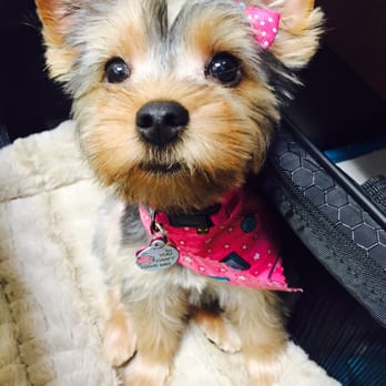 The Dandy Dog - My little Tinkerbell looks amazing! Mariana went above and beyond my expectations. Complimentary bandana & bow are so adorable! - Pet Groomers Near Me - Chula Vista, California The Dandy Dog - My little Tinkerbell looks amazing! Mariana went above and beyond my expectations. Complimentary bandana & bow are so adorable! - Pet Groomers Near Me - Chula Vista, California
