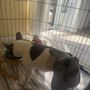 Photo of Kinetic Veterinary Specialists