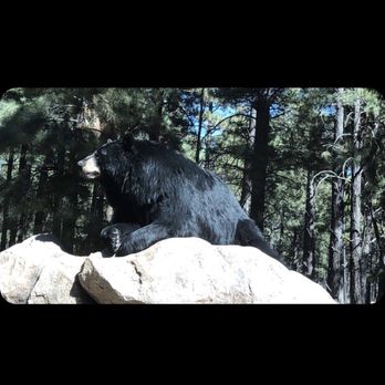 Bearizona - Zoos Near Me - Williams, Arizona Bearizona - Zoos Near Me - Williams, Arizona