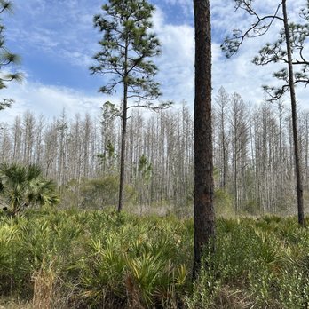 Colt Creek State Park - Diversity of plant life! - Parks Near Me - Lakeland, Florida