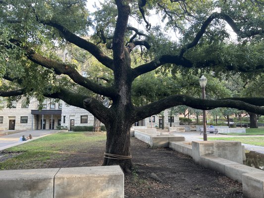Baylor University by null