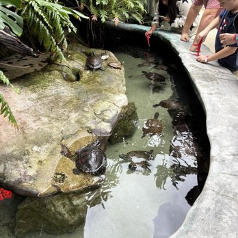 Florida Keys Aquarium Encounters - Turtles - Aquariums Near Me - Marathon, Florida