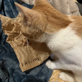 Tartine - Pasadena - Digging in, just a little taste. Now she's so satisfied she's cleaning herself lol!!!! - Bakeries Near Me - Pasadena, California Tartine - Pasadena - Digging in, just a little taste. Now she's so satisfied she's cleaning herself lol!!!! - Bakeries Near Me - Pasadena, California