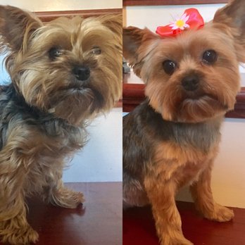 The Grooming Divas - Pet Groomers Near Me - Williamsburg, Virginia
