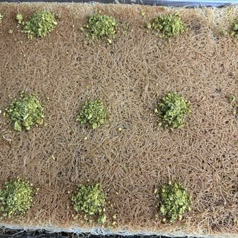 Damascus Cuisine And Bakery - Kunafa - Bakeries Near Me - Citrus Heights, California Damascus Cuisine And Bakery - Kunafa - Bakeries Near Me - Citrus Heights, California