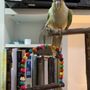 Melys Pet Shop