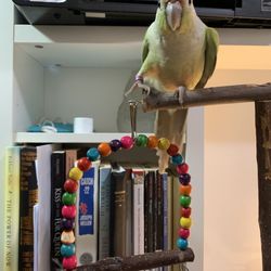 Melys Pet Shop