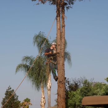 Lone Oak Tree Service - Planning the fall cut - Tree Services Near Me - Oakdale, California