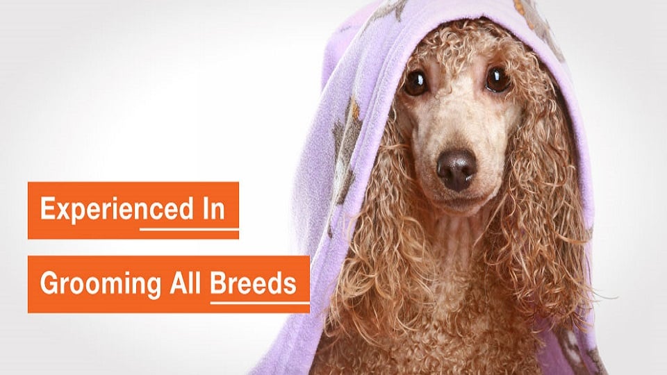Alamo Heights Kennel Club & Salon - pet boarding facility in San Antonio, TX