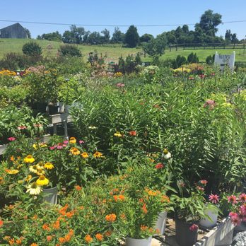 Greenstreet Gardens - A pretty view of flowering perennials. - Nurseries & Gardening Near Me - Lothian, Maryland