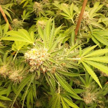 Hydro Pros - Nurseries & Gardening Near Me - Chesterfield, Michigan