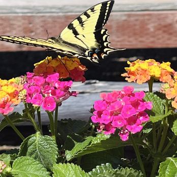 SummerWinds Nursery - Dublin - Pretty monarch on Lantana - Nurseries & Gardening Near Me - Dublin, California