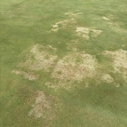 This is how the course looked when I golfed today.