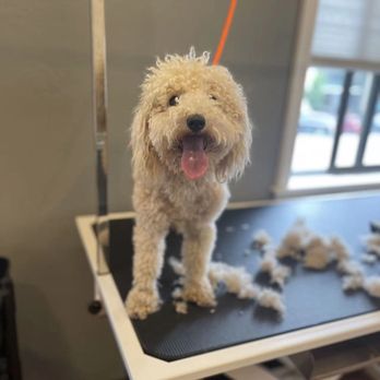 Lnimo - Before - Pet Groomers Near Me - San Mateo , California Lnimo - Before - Pet Groomers Near Me - San Mateo , California