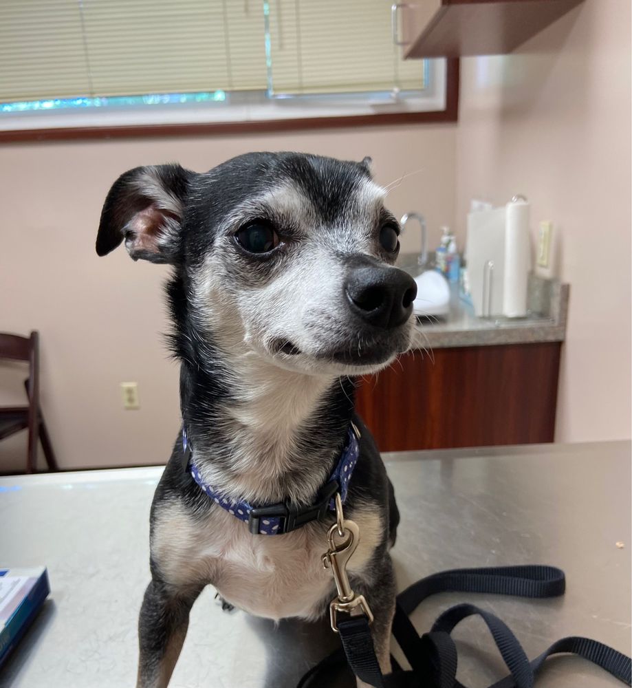 VALLEY ROAD ANIMAL HOSPITAL 10 Photos & 16 Reviews 4470 Valley Rd