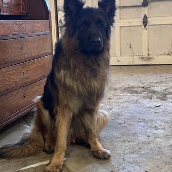 Hudson Valley K9 Academy - Dog - Pet Training Near Me - Pine Bush, New York Hudson Valley K9 Academy - Dog - Pet Training Near Me - Pine Bush, New York