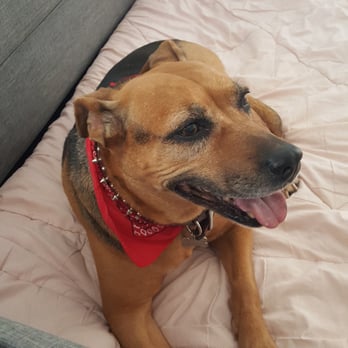 Doggy Land Grooming - Clean with trimmed nails. Cute bandana on the house - Pet Groomers Near Me - Downey, California Doggy Land Grooming - Clean with trimmed nails. Cute bandana on the house - Pet Groomers Near Me - Downey, California