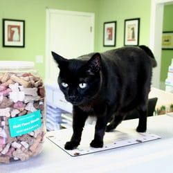 Hilliard Veterinary Hospital - Ace, the friendly office cat!