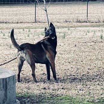 Swan Kennels & Training Center - U-Know with his favorite toy - Pet Sitting Near Me - Columbus, Mississippi