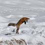 Photo of Yellowstone Vacation Tours