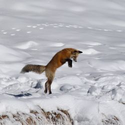 Yellowstone Vacation Tours - Fox mousing