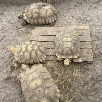 Zoo World - Turtle - Zoos Near Me - Panama City Beach, Florida Zoo World - Turtle - Zoos Near Me - Panama City Beach, Florida