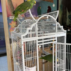 TC Feathers Aviary - Cutest Amazon pair