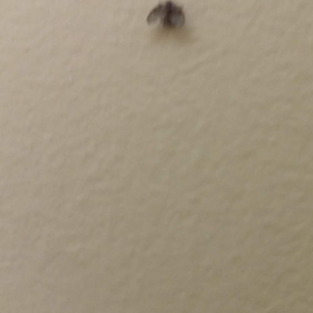 Room 101 infested with sewer/drain flies. May 2015