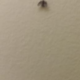 Room 101 infested with sewer/drain flies. May 2015