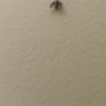 Best Western Plus Olathe Hotel - Room 101 infested with sewer/drain flies. May 2015 - Hotels Near Me - Olathe, Kansas