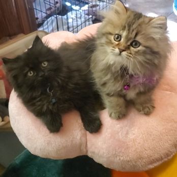 Pristine Persians - Pet Breeders Near Me Pristine Persians - Pet Breeders Near Me