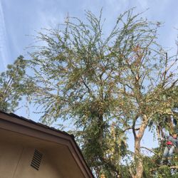 Villa's Gardening - Tree trimming and tree removal is no problem. Please call for a free quote now.