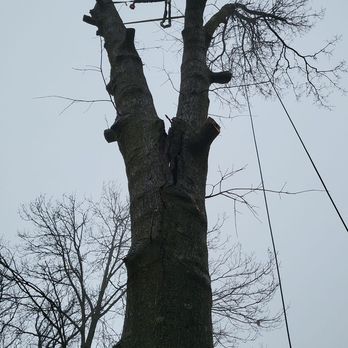 Hyperion Tree Service - Tree Services Near Me Hyperion Tree Service - Tree Services Near Me