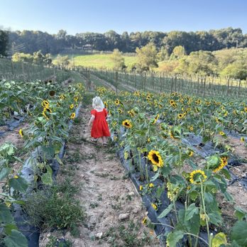 Aaron Family Orchards - Amazing place! Everyone was so helpful and kind. - Fruits & Veggies Near Me - Ellijay, Georgia