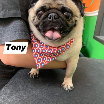 Top Dog Grooming - Pet Groomers Near Me - Katy, Texas
