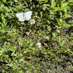 Bosque Estatal de Piñones - Out of focus butterfly