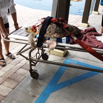 Loggerhead Marinelife Center - Coming back from IV treatments. - Community Service/Non-Profit Near Me - Juno Beach, Florida Loggerhead Marinelife Center - Coming back from IV treatments. - Community Service/Non-Profit Near Me - Juno Beach, Florida