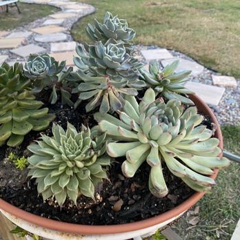 Succulent World - Small succulents bought at succulents world fl. - Nurseries & Gardening Near Me - Homestead, Florida
