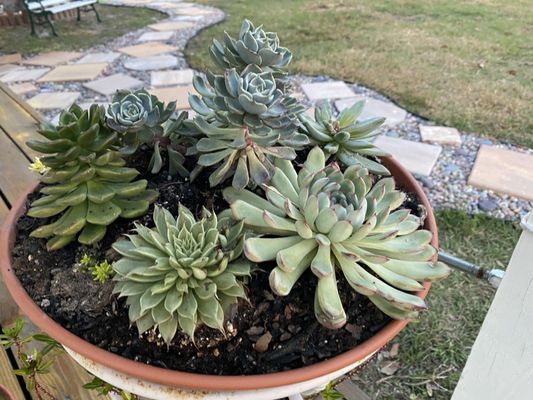 live succulents 9-Pack mystery Live Succulent | Assorted 2'' Potted Succulent