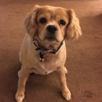 Your Heavenly Dog - Thank you Danae! - Pet Groomers Near Me Your Heavenly Dog - Thank you Danae! - Pet Groomers Near Me