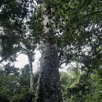 Big Tree Park - Parks Near Me - Longwood, Florida