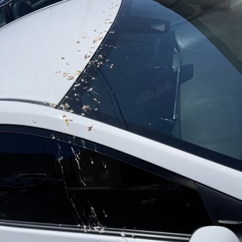 Villa Toscana - Bird droppings, after one night of parking, and a detailed car wash and new tint. - Apartments Near Me - Westminster, California Villa Toscana - Bird droppings, after one night of parking, and a detailed car wash and new tint. - Apartments Near Me - Westminster, California