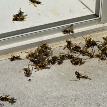 Rampart Pest Solutions - Pest Control Near Me Rampart Pest Solutions - Pest Control Near Me